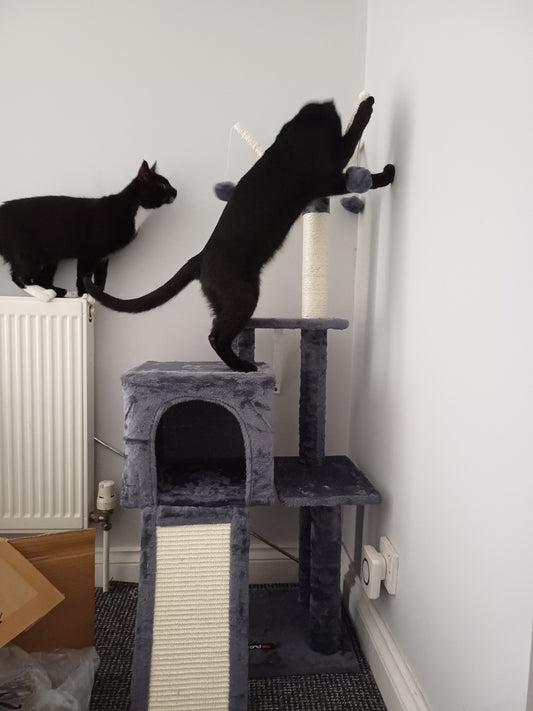 Keeping Indoor Cats Happy and Stimulated