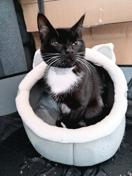 Why Cats Are Picky Eaters and How to Work With Them