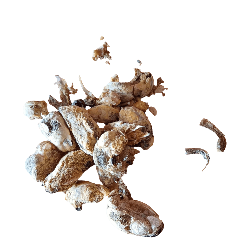 Freeze Dried Green Lipped Mussels