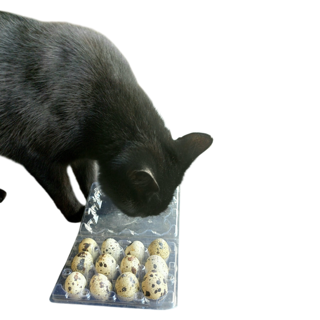 Coturnix Quail Fresh Eggs Food Topper - Cravings Pet Care