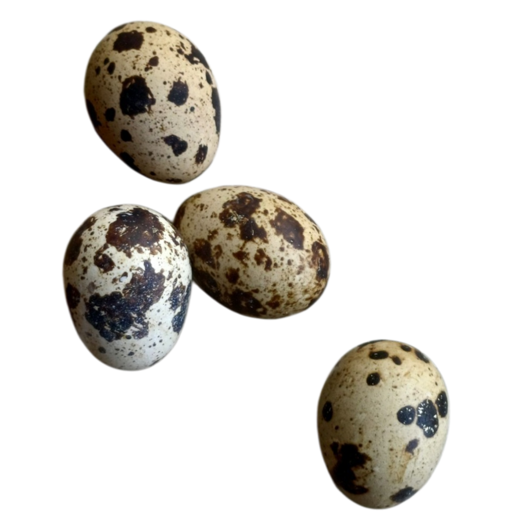 Coturnix Quail Fresh Eggs Food Topper - Cravings Pet Care