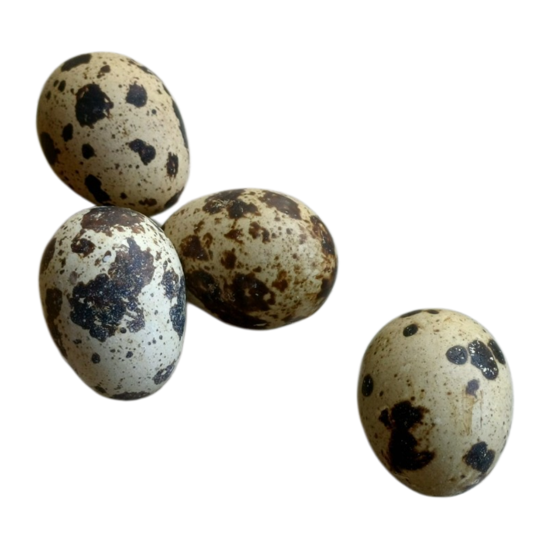 Coturnix Quail Fresh Eggs Food Topper - Cravings Pet Care