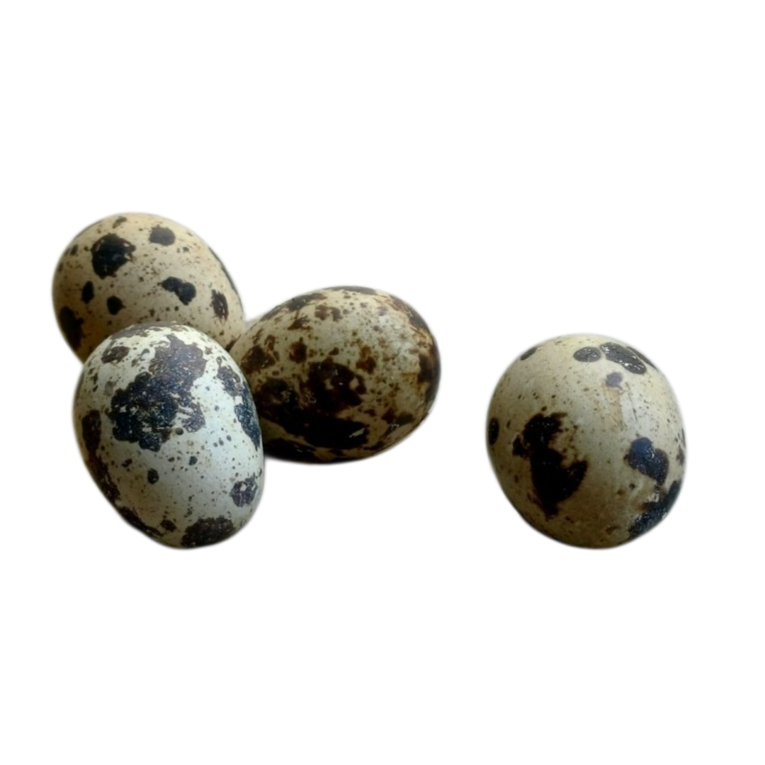 Coturnix Quail Fresh Eggs Food Topper - Cravings Pet Care