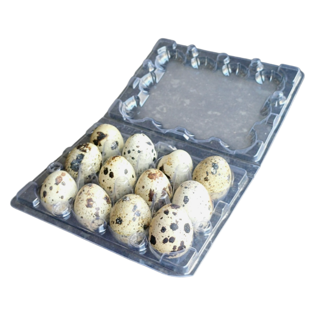 Coturnix Quail Fresh Eggs Food Topper